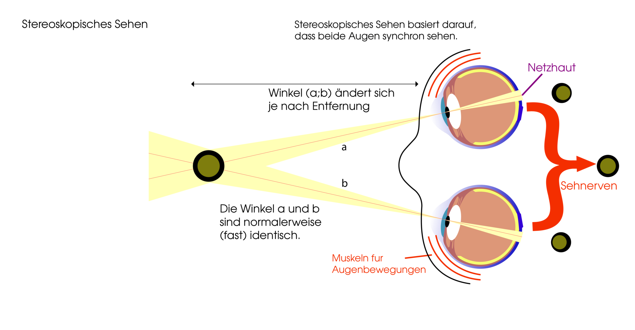 Räumliches Sehen so läuft die Untersuchung ab Unser Auge