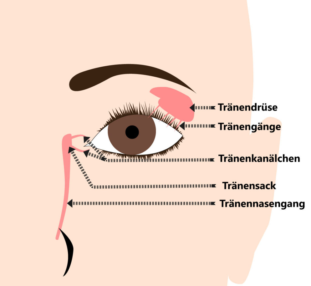 Hast Du eine Tränendrüsenentzündung? Die Funktion der Tränenflüssigkeit besteht darin, das Auge dauerhaft zu befeuchten. 